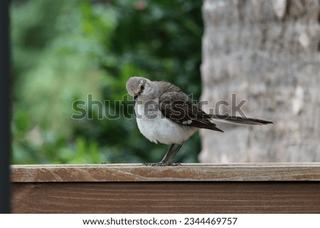 A curious mockingbird observing from a railing