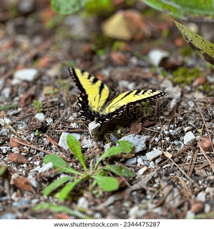 Linville Falls Hiking Trails. We look at a beautiful butterfly. Wildlife of America. Outdoor walking in South Carolina National Park. Royalty-Free Stock Photo #2344475287