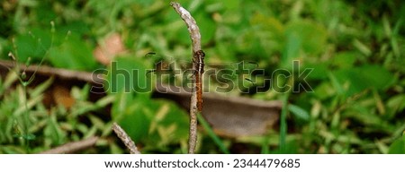               wildlife pictures landscape insect bird reptiles                  Royalty-Free Stock Photo #2344479685