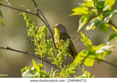 Warbler in golden hour light. Nashville Warbler (Leiothlypis ruficapilla) perched in tangle of green growth. A new world warbler species that migrates far north to find breeding grounds Royalty-Free Stock Photo #2344484711
