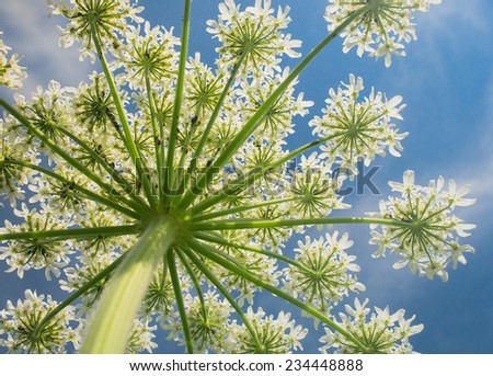 Cute Flower Field Detail 