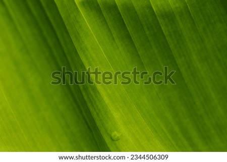 Green coloured Hosta plant leaf with obvious lines and textures in soft summer light Royalty-Free Stock Photo #2344506309