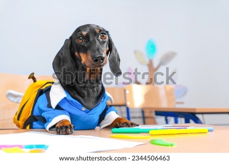 Cute dog dachshund in blue school uniform, backpack sits at desk at drawing lesson with bright markers on table, looks attentively at teacher Naive student, first grader Edutainment, individual tutor Royalty-Free Stock Photo #2344506463