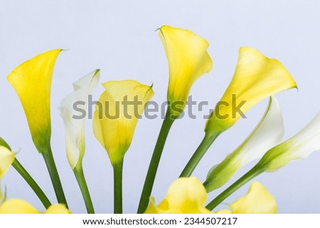 Cose up picture of flowers 