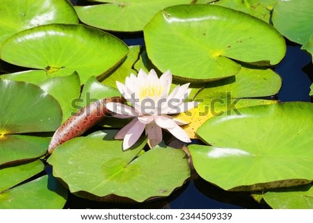 Beautiful  pink water lily flower with green leaf view in the lake