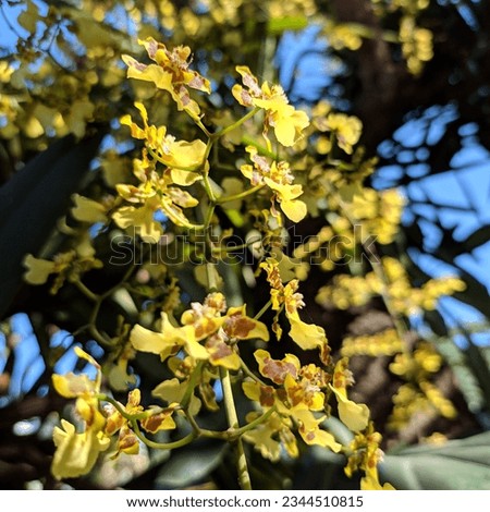 Wednesday 9 August 2023 Lombok-Indonesia_The golden shower orchid has a special meaning or significance. The meaning of the golden shower is as a symbol of subtle and rare beauty. 