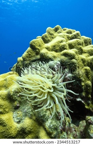 Vertical image of a sea anenome waves in the current on a coral reef in the Caribbean Sea on the island of Bonaire; underwater Royalty-Free Stock Photo #2344513217