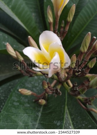 White and yellow flower seasonal fresh shurb small size looks very beautiful generally found everywhere 