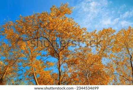 Saturated leaves of autumn tree