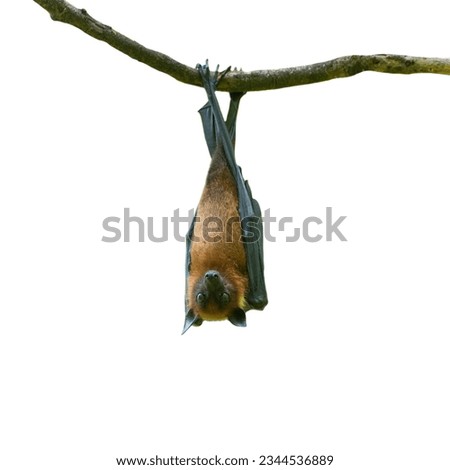 bat hanging upside down isolated on white background