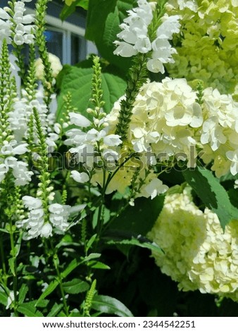 Floral print. Background picture. Numerous white flowers on a green background. Large and small inflorescences. Summer. 