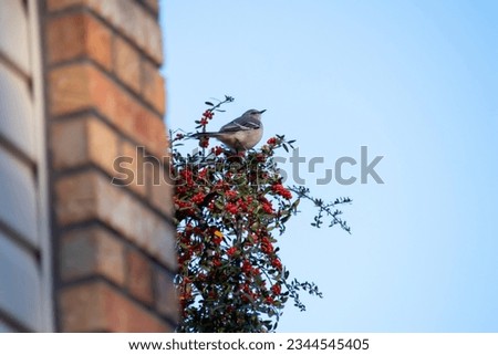 The northern mockingbird on a branch