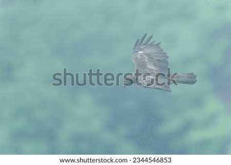 Flight scene of adult Golden eagle (Inuwashi) with the green in the background