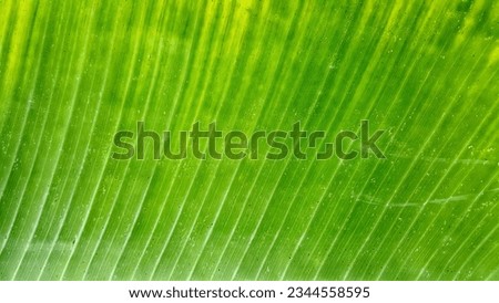 a photography of a green leaf with a small insect on it, a close up of a green leaf with a small insect on it.