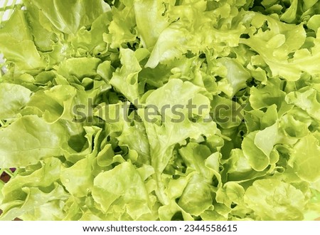 a photography of a close up of a bunch of lettuce, there is a close up of a bunch of lettuce in a basket.