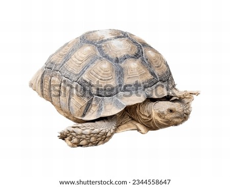 a photography of a turtle on a white background with a white background, there is a turtle that is walking on a white surface.