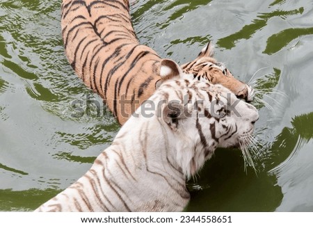 a photography of a tiger and a tiger cub swimming in a pond, there is a white tiger and a brown tiger in the water.