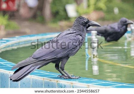 a photography of a black bird standing on a ledge next to a pool, there are two black birds standing on the edge of a pool.