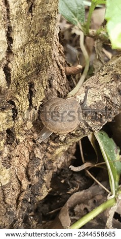 a photography of a snail crawling on a tree branch in the woods, there is a snail crawling on a tree branch in the woods.