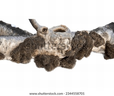 a photography of a dead animal with a white background, there is a close up of a dead animal with a white background.