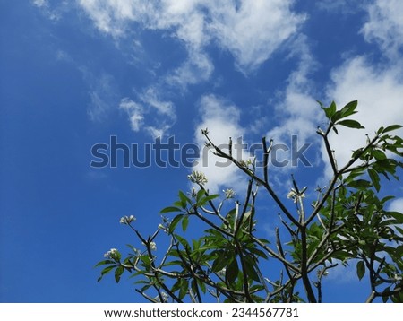 Yellow Plumeria flowers and leaves with blue sky background.