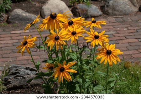 Close up texture background view of bright orange yellow black-eyed Susan (rudbeckia hirta) perennial flowers in a sunny ornamental butterfly garden. Royalty-Free Stock Photo #2344570033