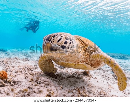 Beautiful Coral Big Green Sea Turtle with Diver, Ama Beach, ZAMAMI Island,
 Royalty-Free Stock Photo #2344570347