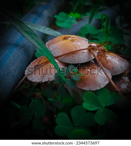 Beautiful little mushroom picture. mushroom in green plants. 