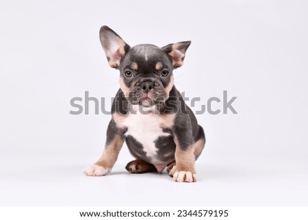8 weeks old Blue Tan French Bulldog dog puppy Royalty-Free Stock Photo #2344579195