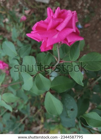 these are the flowers, stems and leaves of a rose. a red rose with a pink top. This type of rose is a type of rose native to Indonesia