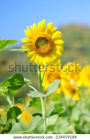 sunflowers flowers yellow background wallpaper nature