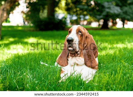 A dog of the basset hound breed lies on green grass against a background of trees. The dog has long ears and sad eyes. He looks up and shows his tongue. The photo is blurred. Royalty-Free Stock Photo #2344592415