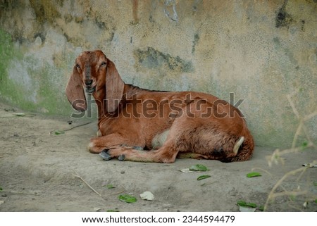 Beautiful little goat posing for portrait. Lovely goat