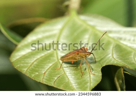 Adults Homoeocerus (Tliponius) unipunctatus stink bug that are parasitized by red ticks (Wildlife closeup macro photograph) 