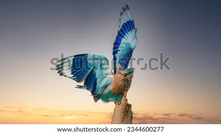 Indian roller in  take off