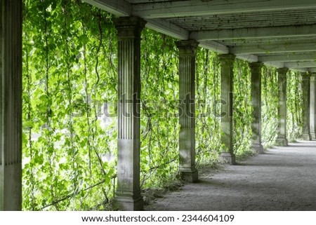 Tunnel-corridor of marble columns and green ivy in the park.
