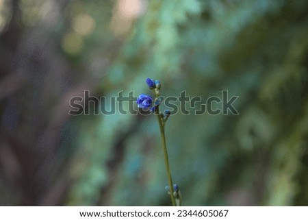 Natural flower 
background 
Neture photography 
Flowers
Green world 