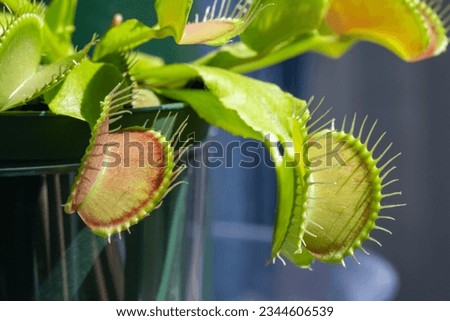 Macro abstract texture view of a Venus flytrap (dionaea muscipula) carnivorous houseplant with defocused background.
