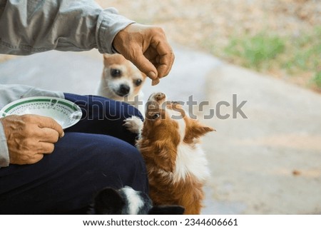 chihuahua dog,puppy is eating,Feeding the dog by hand,Dogs look at food,Dog food on had,blur,Soft focus.