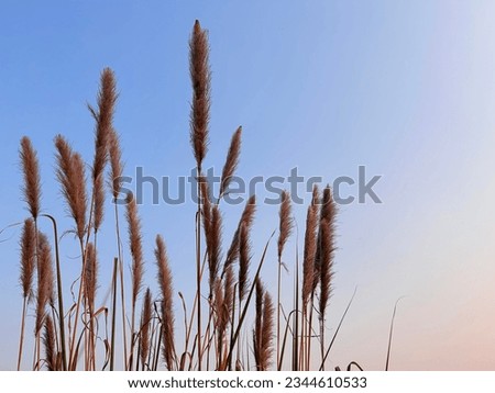 A bunch of grass flowers in aesthetic nature of early morning light blue sky background.