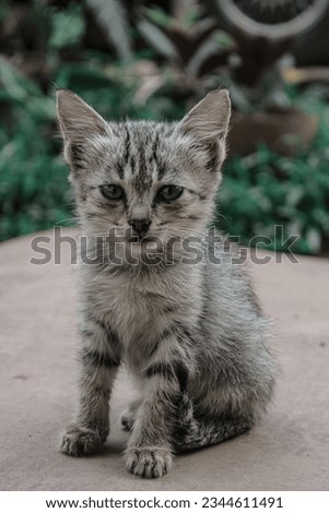 Funny large longhair gray kitten with beautiful big green eyes lying on white table. Lovely fluffy cat licking lips.