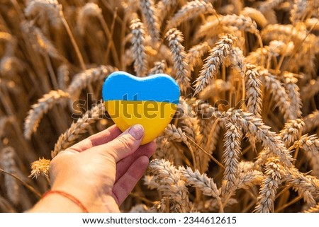 Flag of Ukraine in a wheat field. Selective focus. Nature.