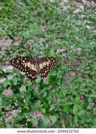 a butterfly in shades of creamy black and a little orange and navy blue dots perched on a leafy branch of a green hue