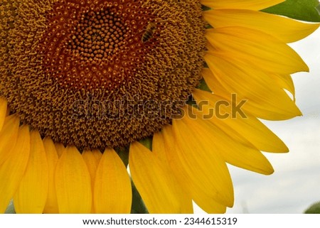 The picture shows a yellow sunflower basket formed by seeds and petals.