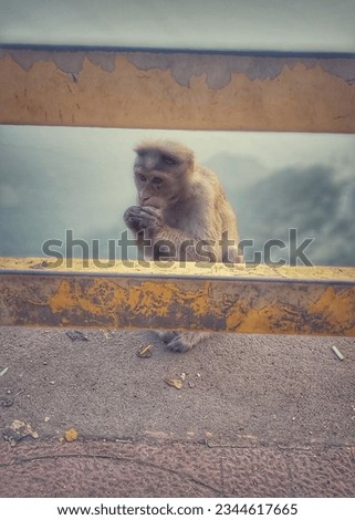 This picture actually I taken when I travelled to my wife house. This monkey actually looking for food so I gave which was I had