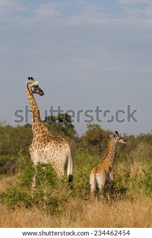 A giraffe, Giraffa cameloparalis, and her young in the Kruger National Park, South Africa.