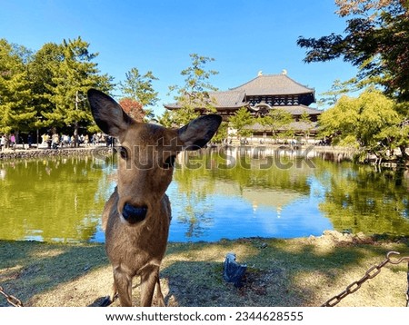 Visiting the magnificent architecture of Todaiji Temple in Nara, Japan, I encountered adorable deer in the park. These deer were munching on special senbei, available for 150 Japanese yen. I had a del Royalty-Free Stock Photo #2344628555