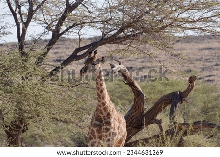 Portrait of a cute giraffe in Namib-Naukluft Park, Namibia