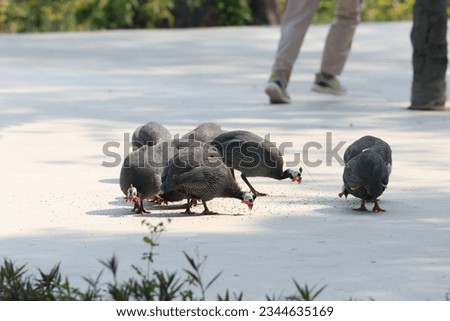 guinea fowls huddled together for a meal


