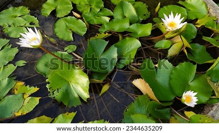 White lotus group abstract background natural quiet pure beautiful cool peaceful eyes feel at ease peace of mind beautiful natural background white flower illustration Royalty-Free Stock Photo #2344635209